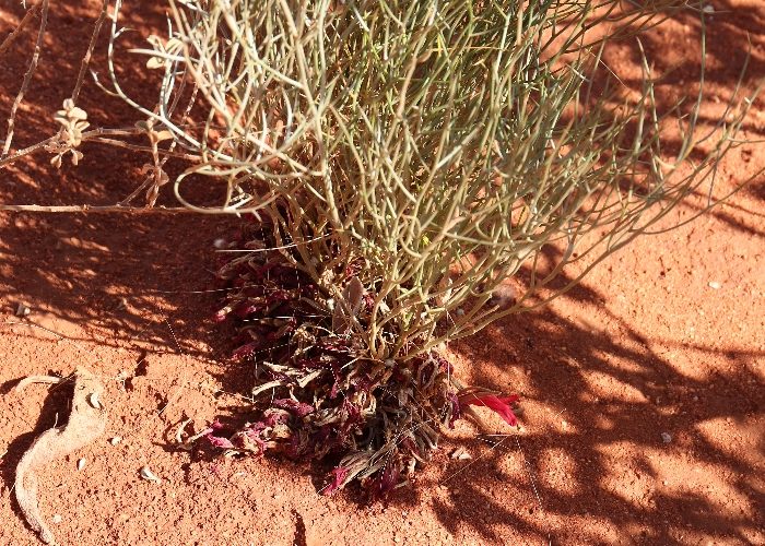 Australian Desert Plants Fabaceae